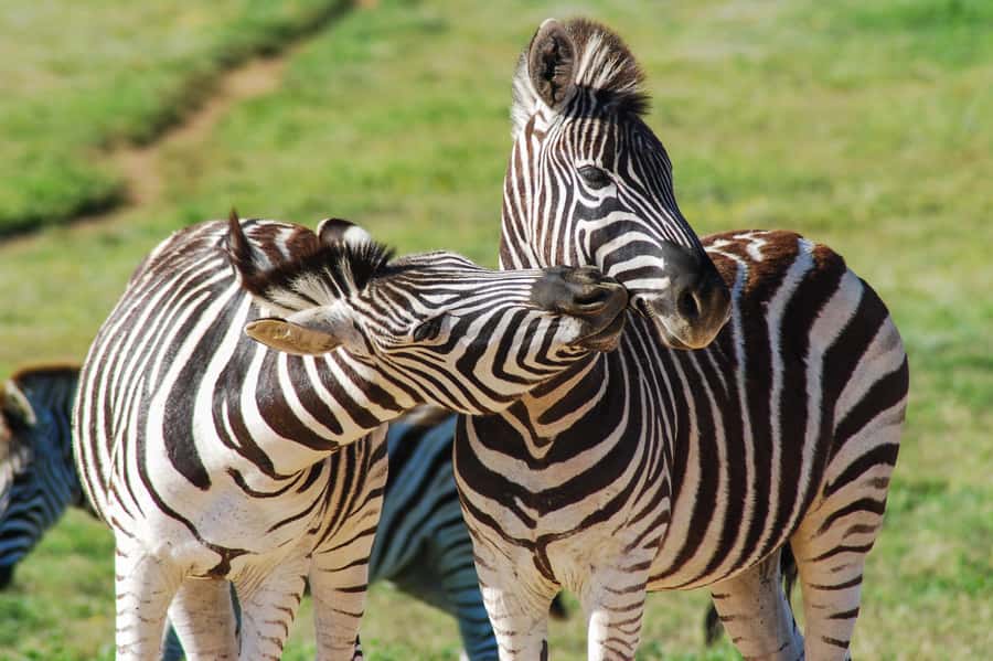 Addo Safari Full Day Tour - Time and comfort: what 9 hours feels like in real life