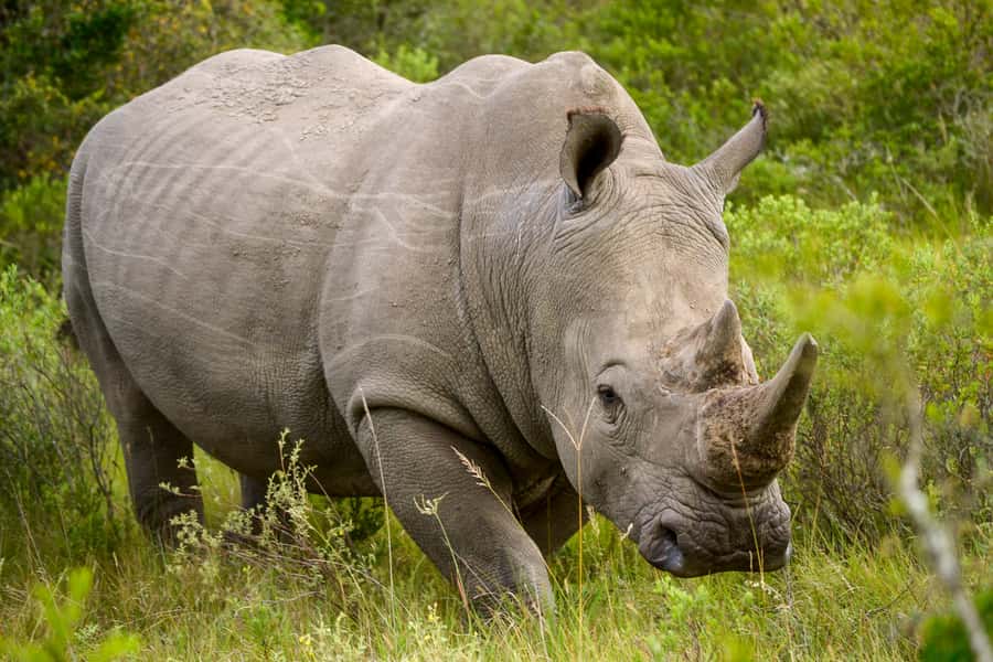 Addo Safari Full Day Tour - Who this tour suits best, and who may struggle