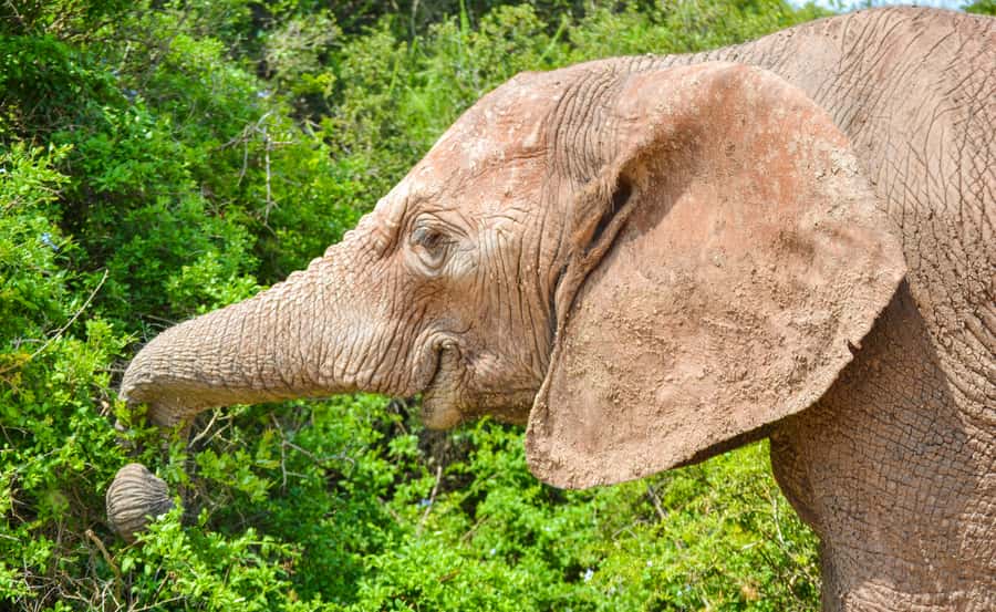 Addo Safari Full Day Tour - Meeting at A Taste of Africa, and why arriving early helps