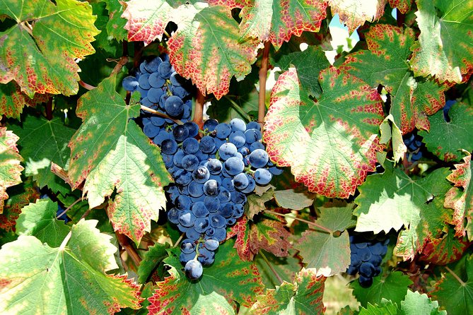 African Story Wine Tours in the Cape Winelands - Muratie, Eikenhof, Le Pommier, and Fairview: what to expect from the four estates