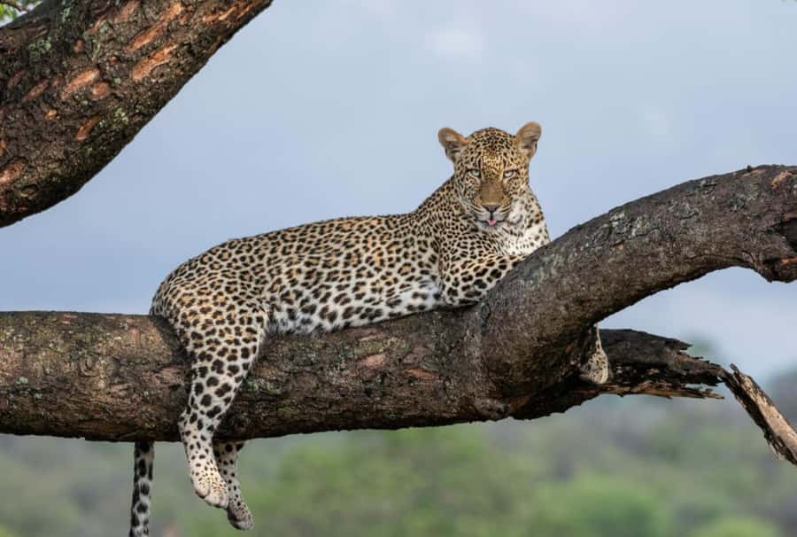 All Inclusive 3 Day Kruger Safari from Nelspruit - The safari formula: open vehicle drives and guided spotting