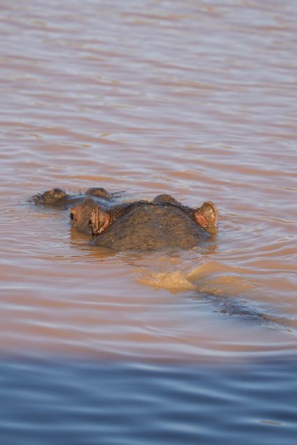 Aquila Game Reserve: Afternoon Safari - Getting to Aquila in Touws River, Then Getting Set