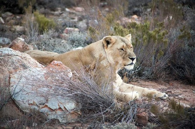 Aquila Game Reserve Cape Town Safari - Key Highlights to Know Before You Go