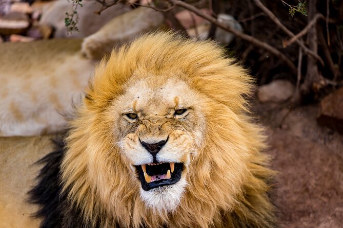 Aquila Game Reserve Safari with Park Fees, Transport & Lunch - Cape Town to Aquila: the day-trip plan that actually works