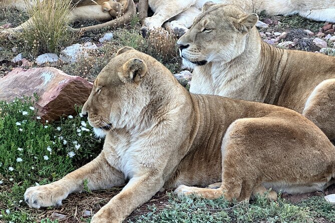 Aquila Game Reserve Safari with Park Fees, Transport & Lunch - Pickup logistics in Cape Town and the timing you should expect