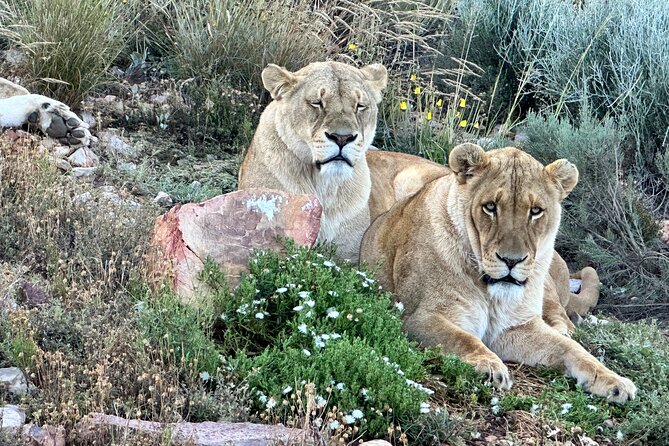 Aquila Game Reserve Safari with Park Fees, Transport & Lunch - Aquila arrival: welcome drink, buffet lunch, then out into the wild