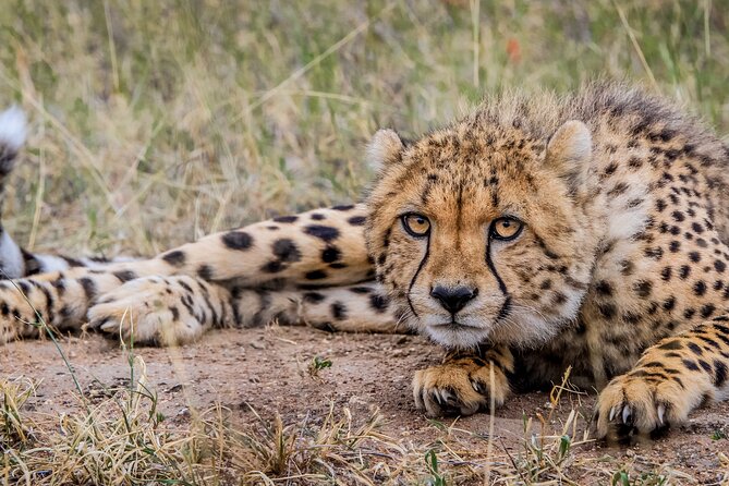 Aquila Game Reserve Safari with Park Fees, Transport & Lunch - Open-vehicle safari tips for photos, comfort, and not getting soaked