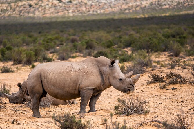 Aquila Game Reserve Safari with Park Fees, Transport & Lunch - The value question: is $238.11 actually a good deal?