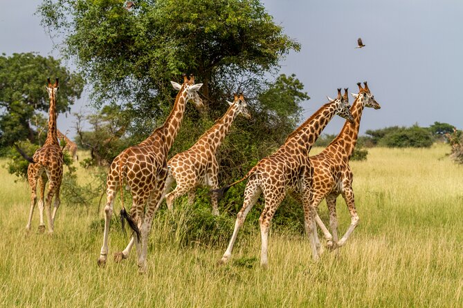 Aquila Game Reserve Safari with Park Fees, Transport & Lunch - Who this safari is best for