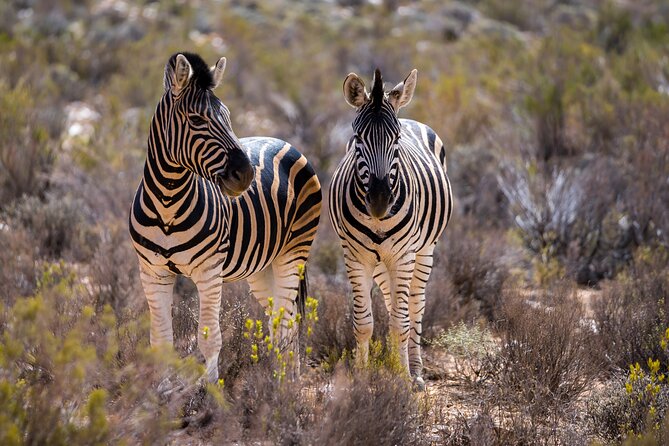 Aquila Game Reserve Safari with Park Fees, Transport & Lunch - Should you book Aquila Safari from Cape Town?