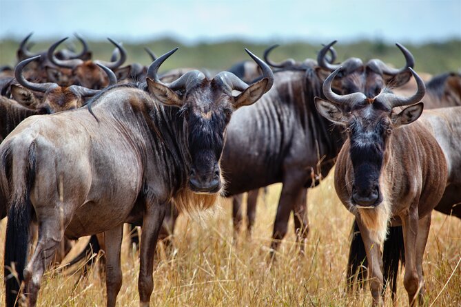 Aquila Game Reserve Safari with Park Fees, Transport & Lunch - Paarl and the Cape Winelands on the N1: the fun part of the long drive