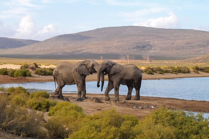Aquila Game Reserve Safari with wine tasting, Transport & Lunch - Key highlights you should care about