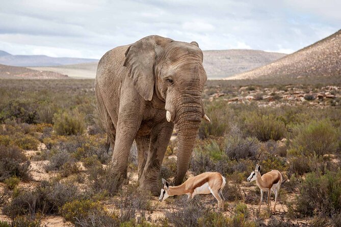 Aquila Game Reserve Safari with wine tasting, Transport & Lunch - Aquila Safari and Wine Tasting: A very practical Cape Town day