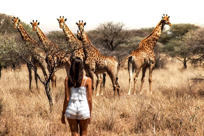 Aquila Game Reserve Safari with wine tasting, Transport & Lunch - Arrival at Aquila: welcome drink, lunch first, then the hunt for wildlife