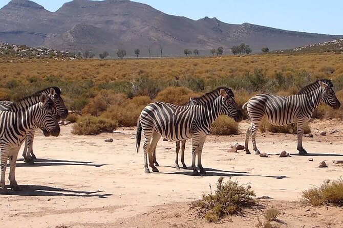 Aquila Game Reserve Safari with wine tasting, Transport & Lunch - Game drive in an open 4x4: the Big Five moment