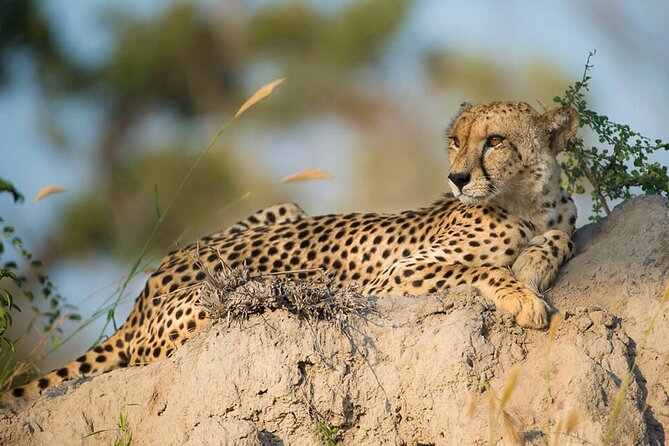 Aquila Game Reserve Safari with wine tasting, Transport & Lunch - Lunch at the lodge: included, buffet style, and what is not covered