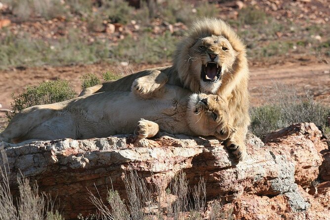 Aquila Game Reserve Safari with wine tasting, Transport & Lunch - Price and value: what $169.19 covers, and what you pay extra
