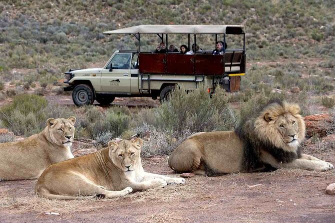 Aquila Game Reserve Safari with wine tasting, Transport & Lunch - Who this safari-and-wine day trip fits best