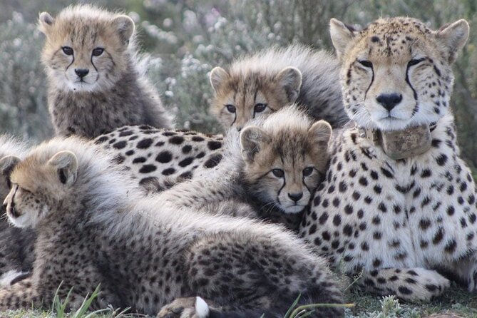 Aquila Game Reserve Safari with wine tasting, Transport & Lunch - Paarl wine stop: Fairview is the real tasting anchor