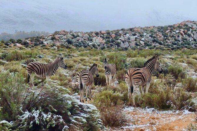 Aquila Game Reserve Sunset Safari - What You’ll Get Most From: Who This Works For