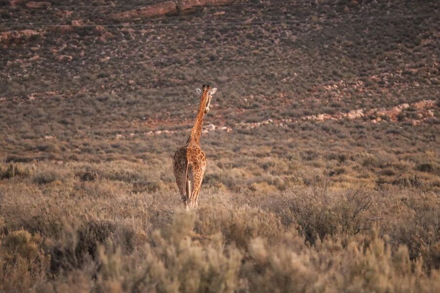 Aquila Private Game Reserve: Sunset Safari with Entry Fee - Welcome Drinks, Park Entry, and the Waiting-Game Routine