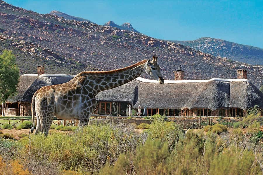 Aquila Reserve: Private Day Tour with Shared Game Drive - Aquila Reserve in Context: a Western Cape Big 5 Day You Can Actually Manage