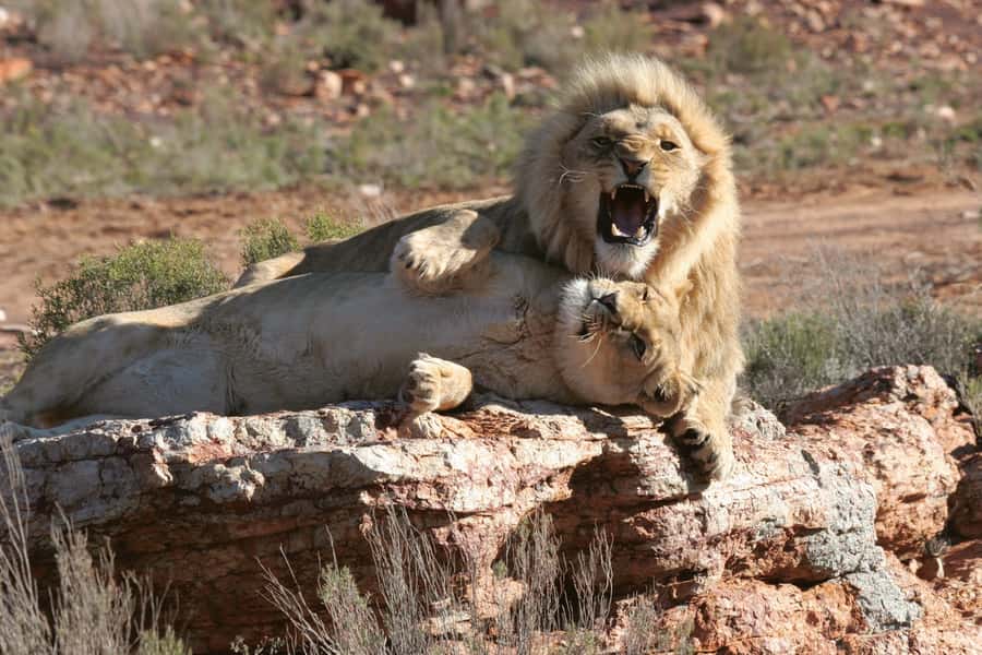 Aquila Reserve: Private Day Tour with Shared Game Drive - Getting There From Cape Town: Pickup Options That Keep Your Morning Smooth