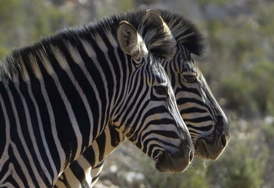 Aquila Reserve: Private Day Tour with Shared Game Drive - First Stop at Aquila: the Welcome Drink and Buffet Breakfast Setup
