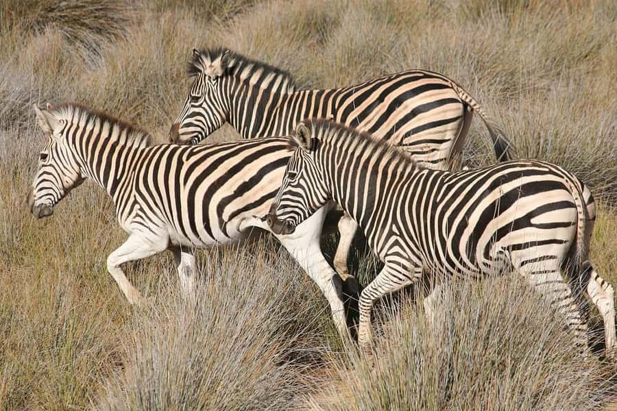 Aquila Reserve: Private Day Tour with Shared Game Drive - After the Drive: Buffet Lunch, Bar Lounge, and Pool Time