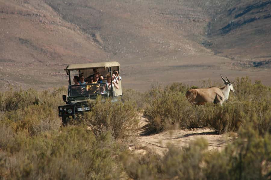 Aquila Reserve: Private Day Tour with Shared Game Drive - Price and What You’re Paying For (and What You’re Not)