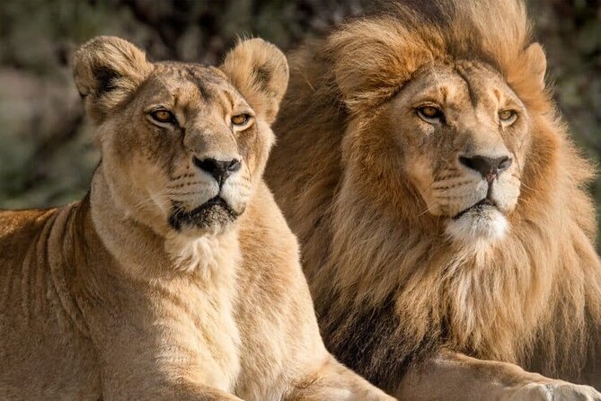 Aquila Reserve Safari with Lunch and Wine Tasting - A Cape Town safari day that actually feels organized