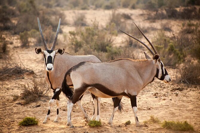Aquila Reserve Safari with Lunch and Wine Tasting - Lunch buffet at the reserve: included, filling, and flexible