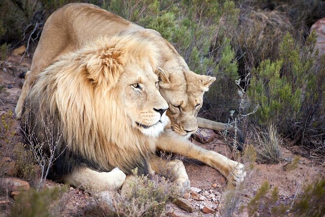 Aquila Reserve Safari with Lunch and Wine Tasting - Timing and the reality of a near half-day safari
