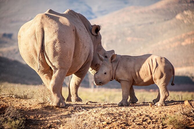 Aquila Reserve Safari with Lunch and Wine Tasting - Weather, clothing, and how to prep like a pro