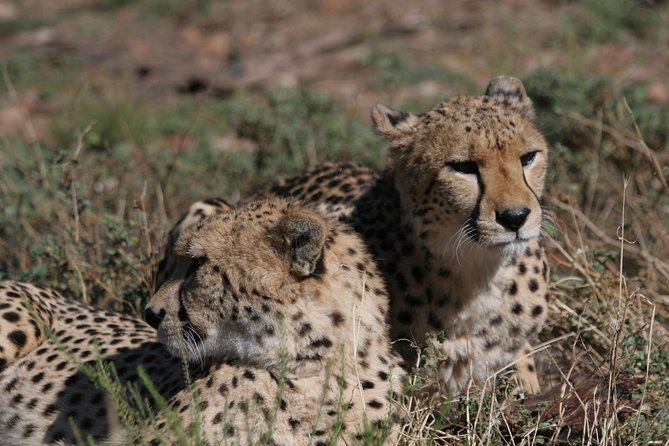 Aquila Safari Game Drive, Lunch & Shared Transfers from Cape Town - From Cape Town pickup to Little Karoo road views