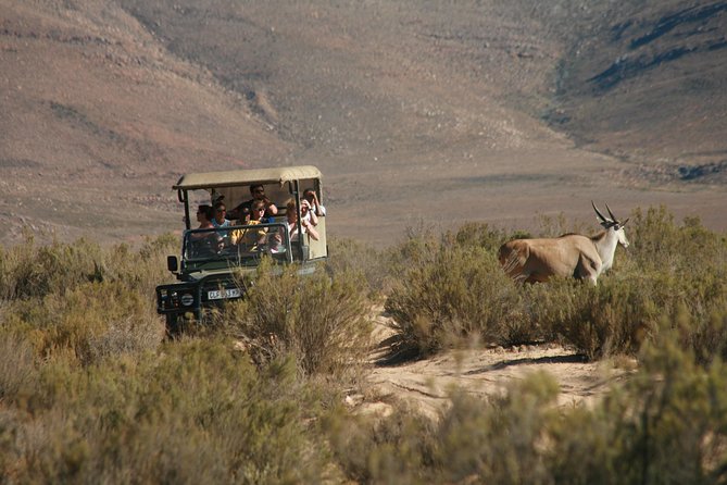 Aquila Safari Game Drive, Lunch & Shared Transfers from Cape Town - Fairview Winery wine and cheese on the return