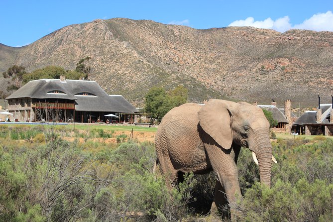 Aquila Safari Game Drive, Lunch & Shared Transfers from Cape Town - Price and value: what $258.89 includes and why that matters