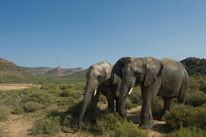 Aquila Safari Game Drive, Lunch & Shared Transfers from Cape Town - Who will love this Aquila day trip