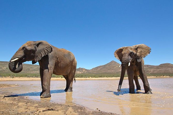 Aquila Safari Game Drive, Lunch & Shared Transfers from Cape Town - Big Five expectations at Aquila, the private reserve reality check