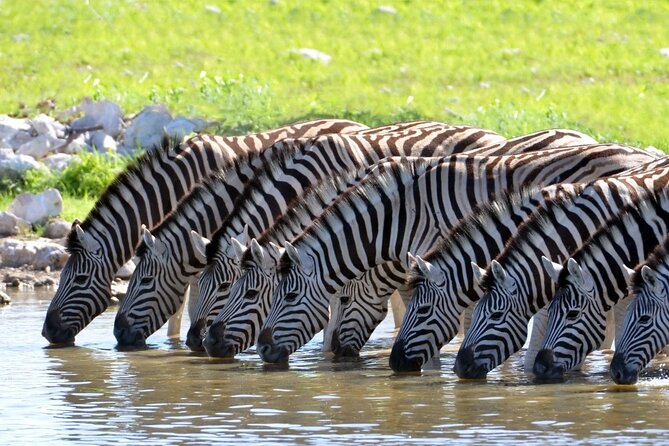 Aquila Safari Game Drive Lunch & Transfers from Cape Town - The Route Through Paarl, Rawsonville, and Worcester