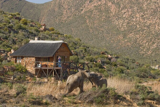 Aquila Safari Game Drive Lunch & Transfers from Cape Town - Stops, Photos, and the 30-Minute Wine Break