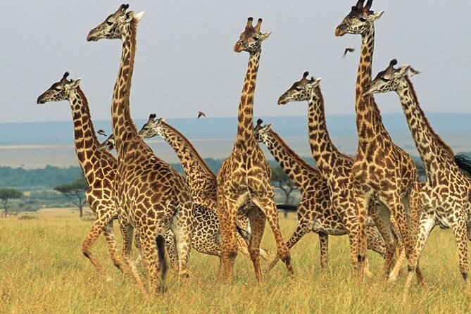 Aquila Safari Game Drive Lunch & Transfers from Cape Town - Price and Value: Does $239.46 Make Sense for Your Day?