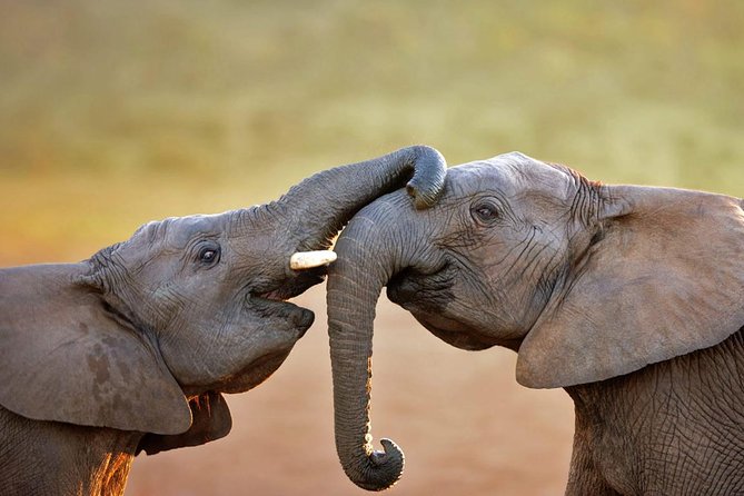 Aquila Safari Game Tour (Groups) - Key things that make this safari day work