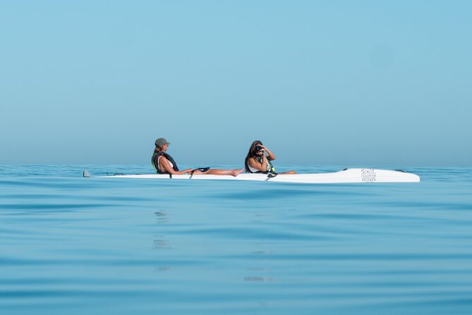 Atlantic Outlook Kayak Tour Cape Town - Wildlife Chances: Dolphins, Penguins, Seals, and Jellyfish