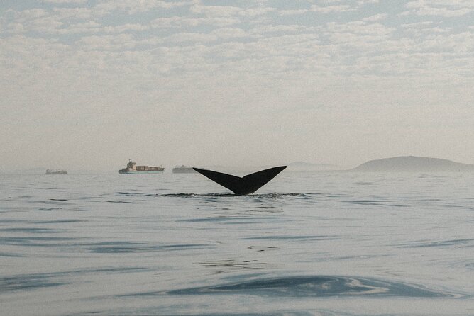 Atlantic Outlook Kayak Tour Cape Town - Price Value at $29, and How to Plan What You Bring