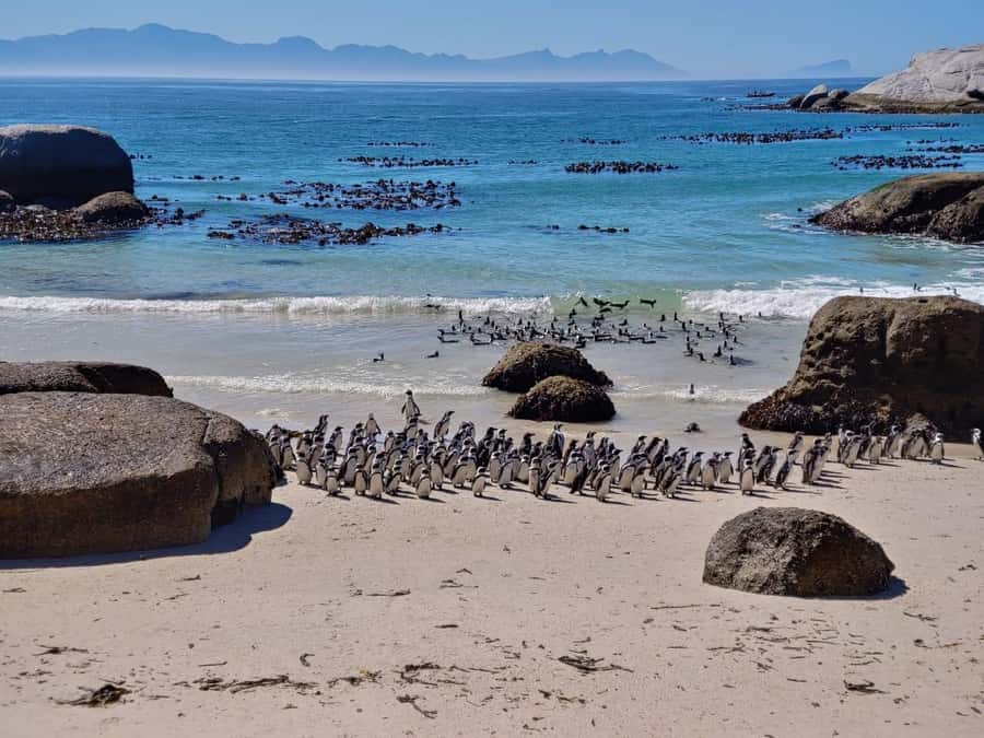 Beach Day at Boulder's Beach & Penguin watching, Half Day - Camps Bay to Maiden’s Cove, where Cape Town starts to make sense