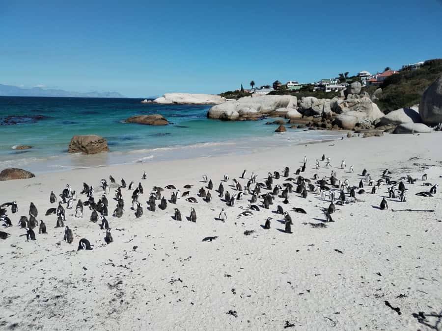Beach Day at Boulder's Beach & Penguin watching, Half Day - Boulders Beach penguins, boardwalk time plus a real beach day