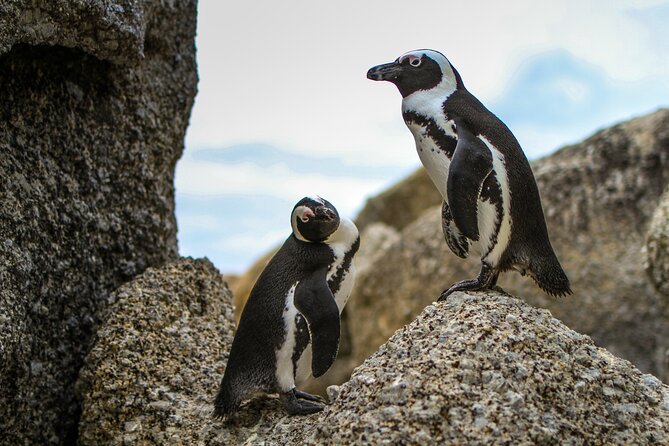 Best of Cape Town Cape Point and Wineries Combined Private Tour - Timing: What 4 to 8 Hours Feels Like in Real Life