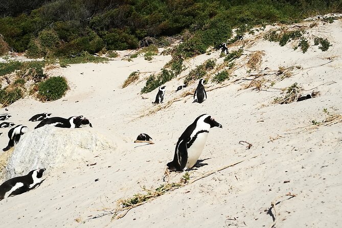 Best of the Cape Full Day Private Tour - Camps Bay and the “wow” factor of the coastline