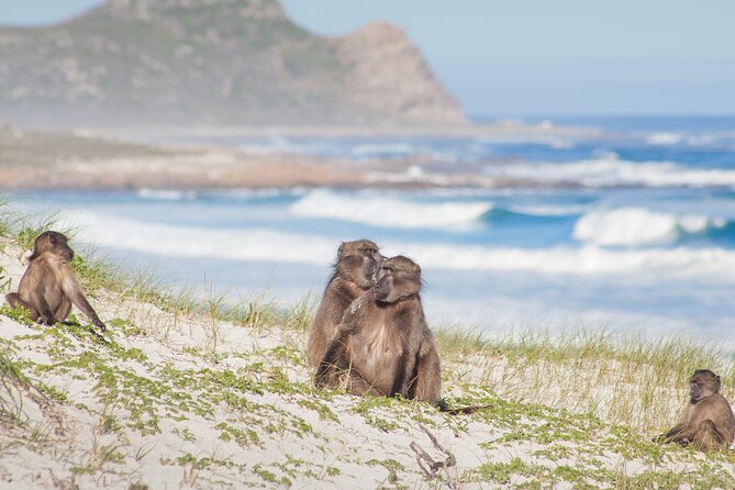 Best of The Cape Full Day Private Tour with Table Mountain - Noordhoek and Coffee Optionality: A Calm Break in the Middle